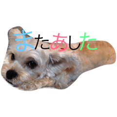 [LINEスタンプ] 元気なゆず吉スタンプ 