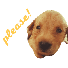 [LINEスタンプ] the little dogs