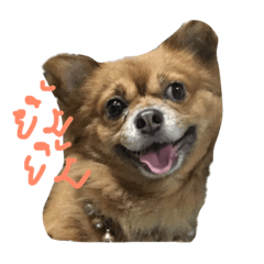 [LINEスタンプ] Mommam The dog