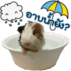 [LINEスタンプ] Rameng The Guinea pig