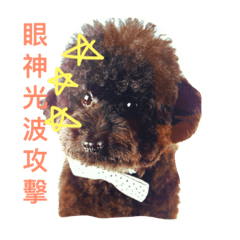 [LINEスタンプ] It is a crazy dog called Rocker.