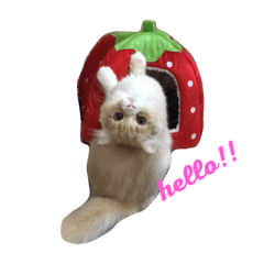 [LINEスタンプ] らおにゃんの日常