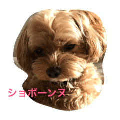 [LINEスタンプ] マルプーのマロンたん
