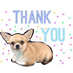 [LINEスタンプ] sassy doggy