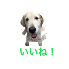 [LINEスタンプ] 犬のNさん 2頭身バージョン