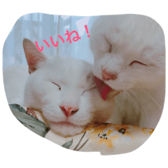 [LINEスタンプ] しろねこスタンプ3