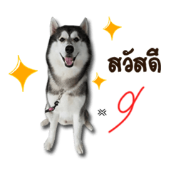 [LINEスタンプ] Thawpoo