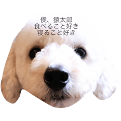 [LINEスタンプ] さるたろう
