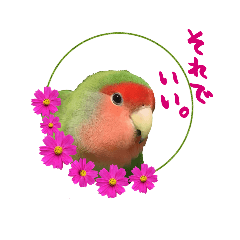[LINEスタンプ] ゆかいな鳥族コザクラブラザーズ