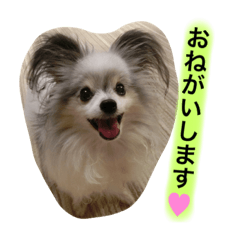 [LINEスタンプ] パピヨンのまろんスタンプ2