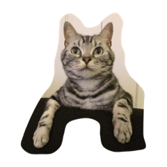 [LINEスタンプ] レイくんねこ☆すた