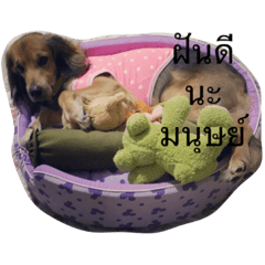 [LINEスタンプ] thonglor＆thonglon