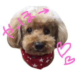 [LINEスタンプ] 愛娘犬