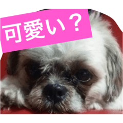 [LINEスタンプ] 犬のこっちゃん
