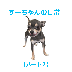 [LINEスタンプ] すーちゃんの日常 パート2
