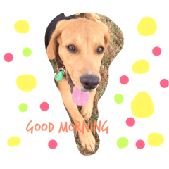 [LINEスタンプ] beagle Sophie 