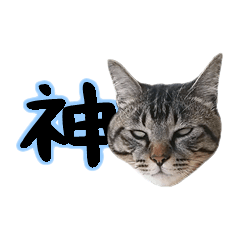 [LINEスタンプ] ぱうこりんのスタンプ 