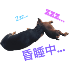 [LINEスタンプ] Dog eggs are happy time