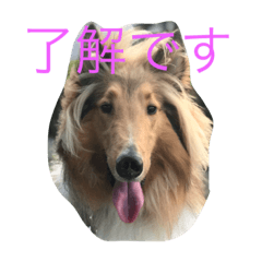 [LINEスタンプ] 琥珀 だよー 
