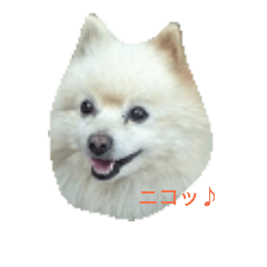 [LINEスタンプ] 愛ポメ ロンちゃん