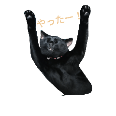 [LINEスタンプ] 黒ネコくん