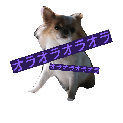 [LINEスタンプ] Larger Chihuahua