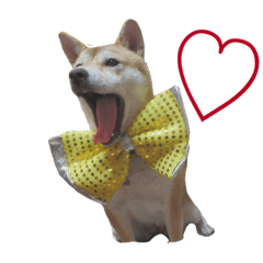 [LINEスタンプ] 柴犬あん part2