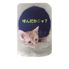 [LINEスタンプ] ウチの可愛い猫ちゃんです！使ってください
