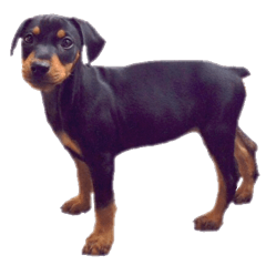 [LINEスタンプ] german-pinscher