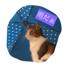 [LINEスタンプ] 猫が言う