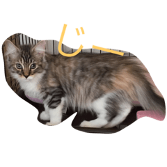 [LINEスタンプ] 子猫の集い