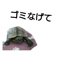 [LINEスタンプ] 北海道弁 亀の画像（メイン）