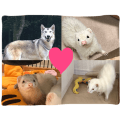 [LINEスタンプ] 我が家の動物たち