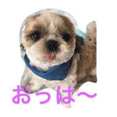 [LINEスタンプ] shihtzu joy 3