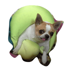 [LINEスタンプ] Chihuahua Dog.