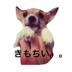 [LINEスタンプ] ジャックラッセルのシオン。