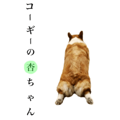 [LINEスタンプ] コーギーの杏ちゃん
