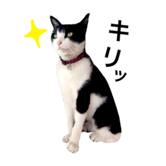 [LINEスタンプ] Hino and Moro's cats and dog2