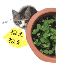 [LINEスタンプ] べらんだ子猫日和*