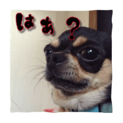 [LINEスタンプ] てちてち座衛門かわいい之介かわいいの神