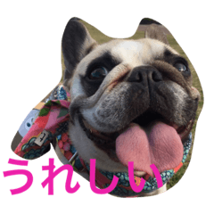 [LINEスタンプ] フレンチブルドッグのmimo①