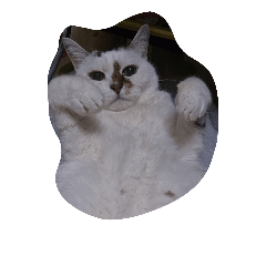 [LINEスタンプ] 白猫 ぽぽ