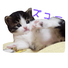 [LINEスタンプ] cute ketty,CATの画像（メイン）