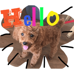 [LINEスタンプ] CHIRO Tiny poodle 5