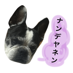 [LINEスタンプ] フレンチブルドッグのハチミツオです。