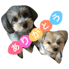 [LINEスタンプ] ぽっぷこたろう