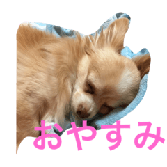 [LINEスタンプ] ラテちゃんだ