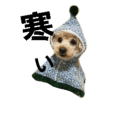 [LINEスタンプ] toy poodle cute stamp