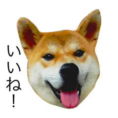 [LINEスタンプ] 柴犬ミロの写真スタンプ