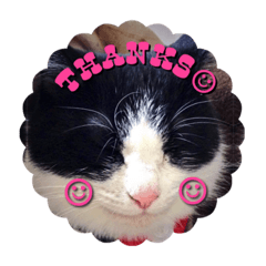 [LINEスタンプ] Cat-Orca